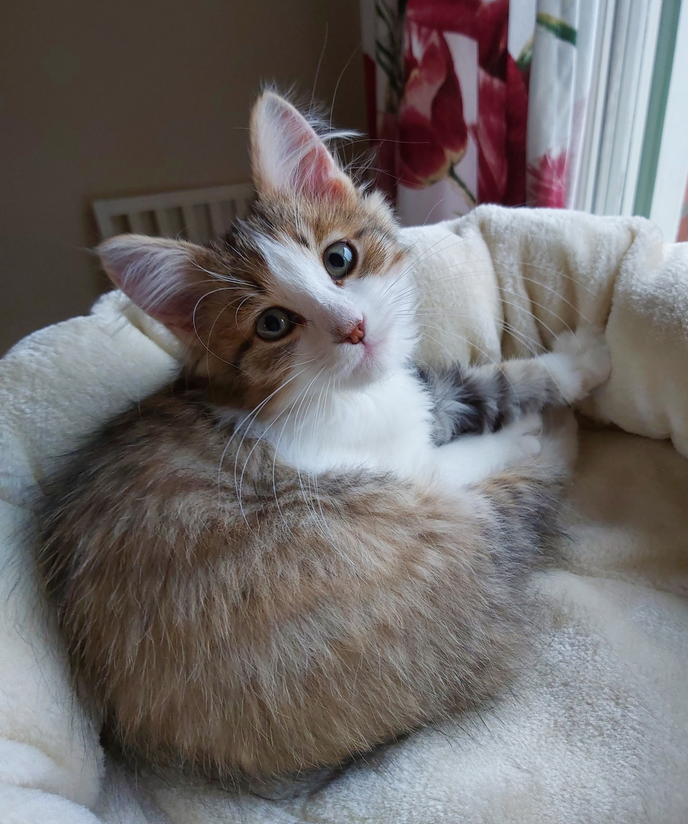 sibirisk katt Valina