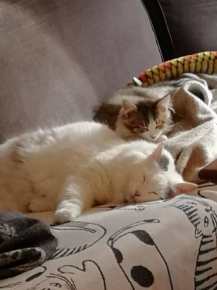 sibirisk katt Mars o Valina