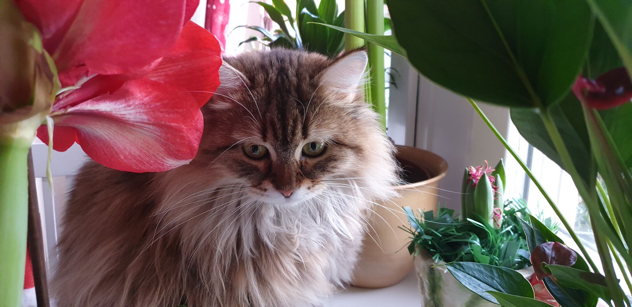 sibirisk katt Styx