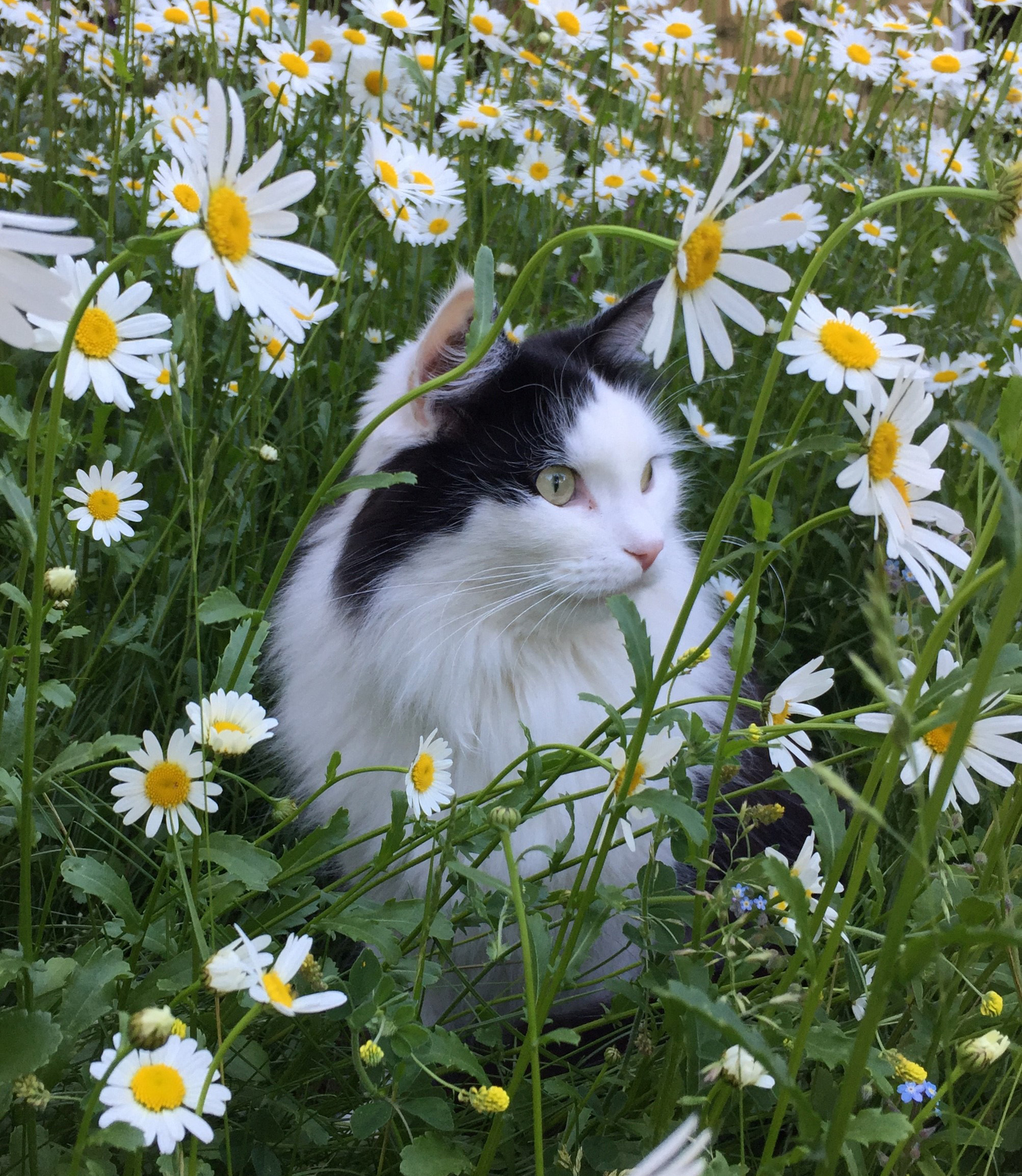 sibirisk katt Yale
