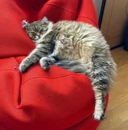 sibirisk katt Lulin
