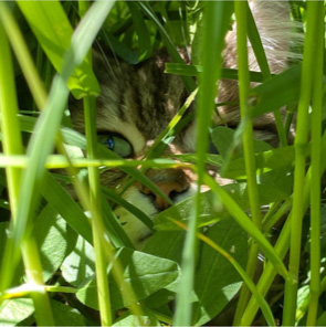Sibirisk katt Lulin