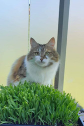 Sibirisk katt Himalia