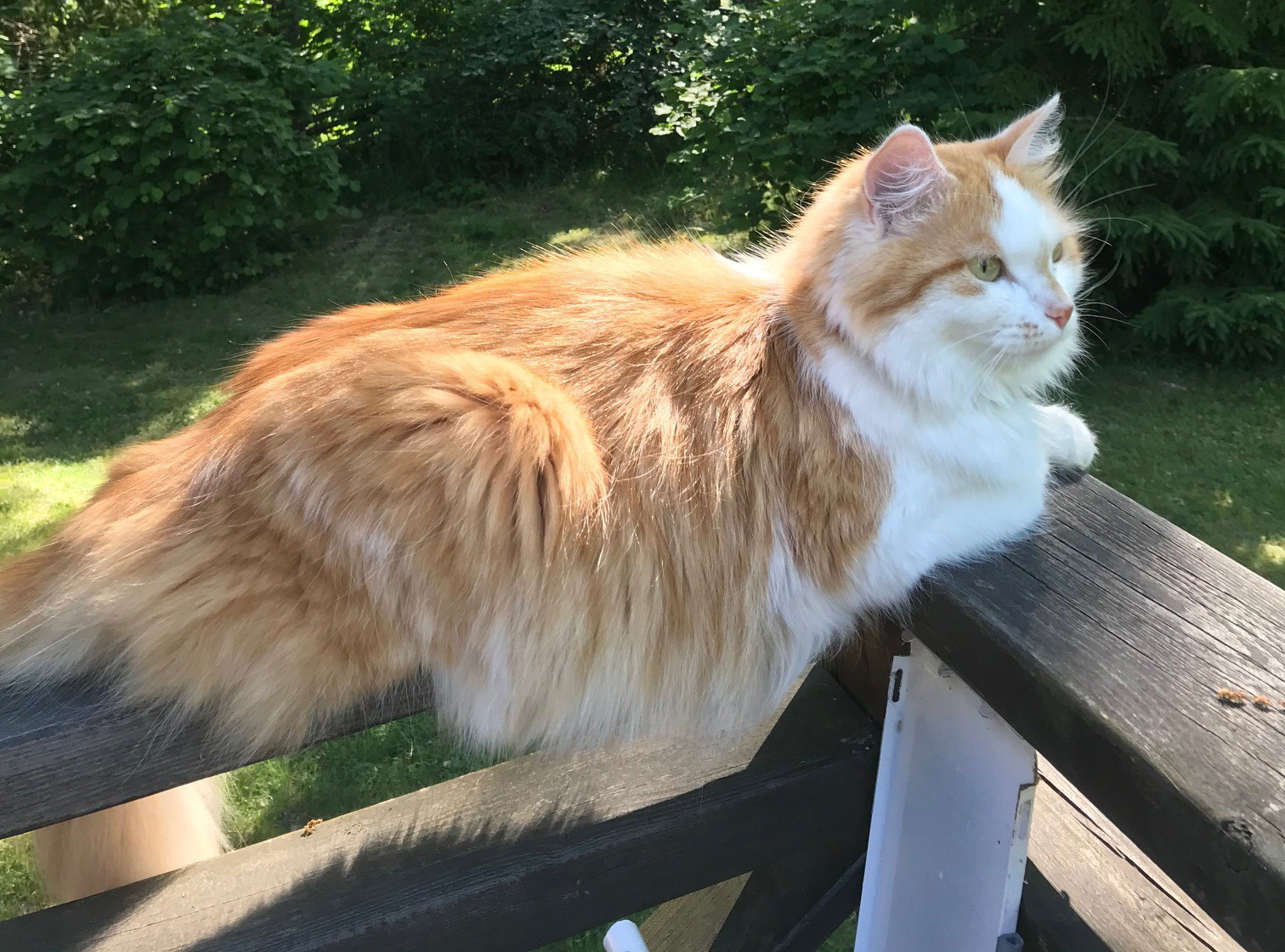 sibirisk katt Tethys