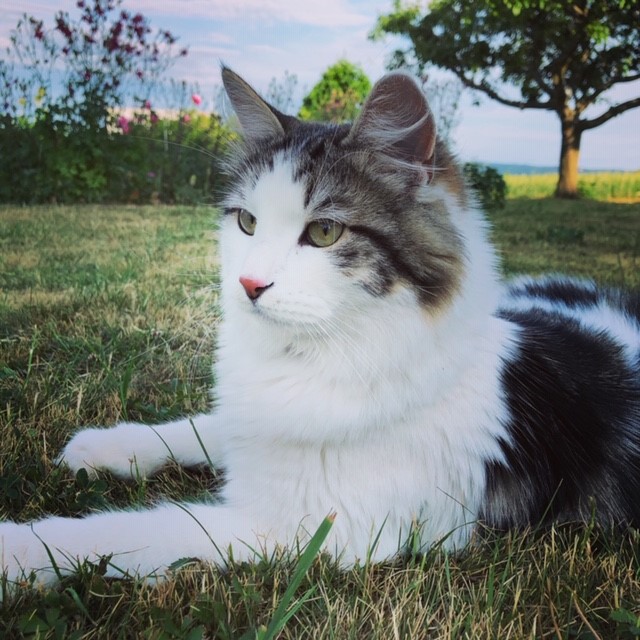 Sibirisk katt Velimir