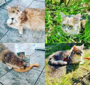 sibirisk katt Utopia