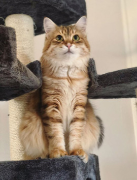 Sibirisk katt Ursula
