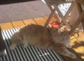 Sibirisk katt Magni