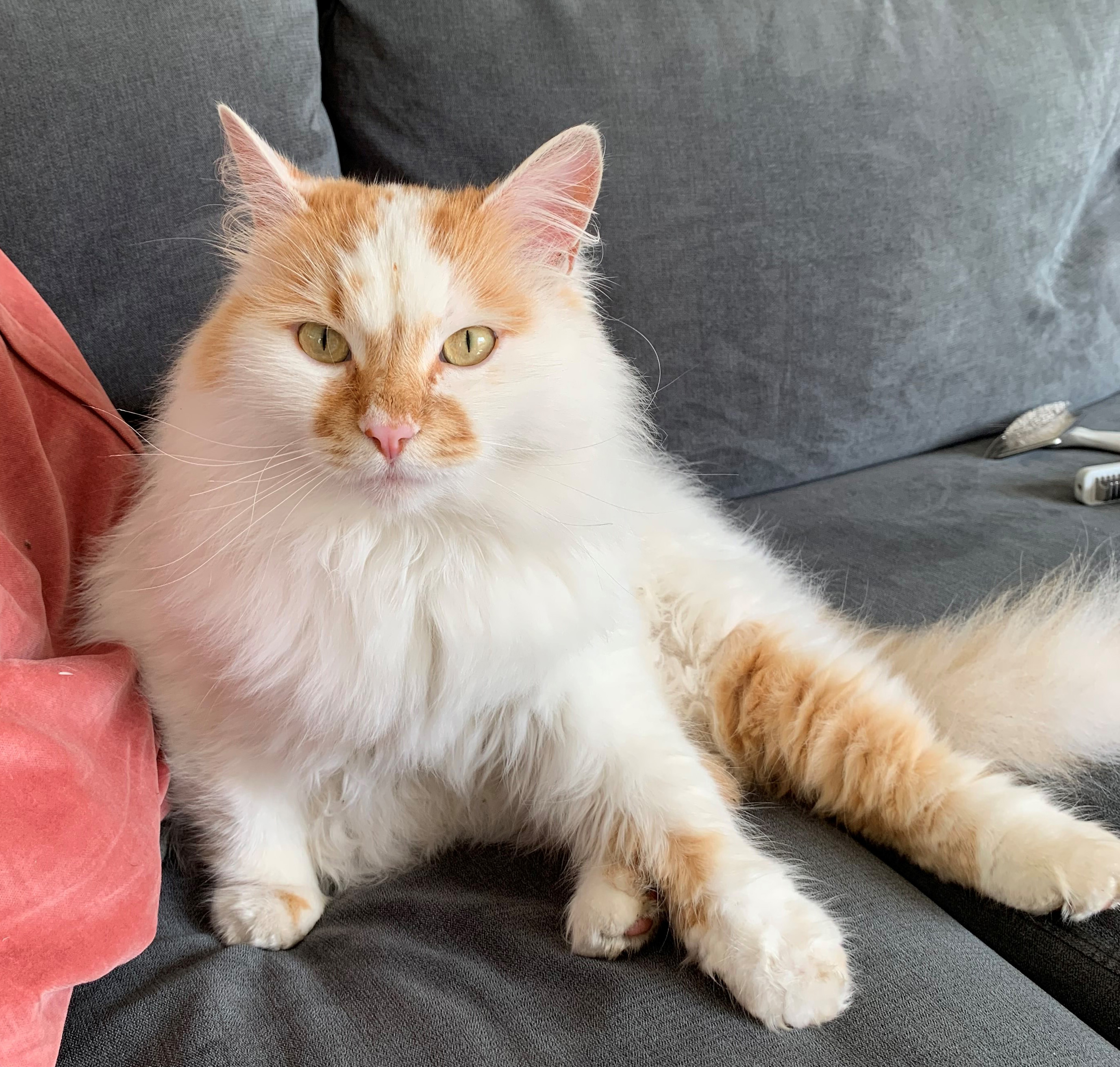 sibirisk katt Yorii
