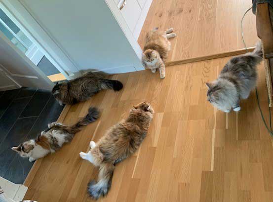 sibirisk katt Starskys