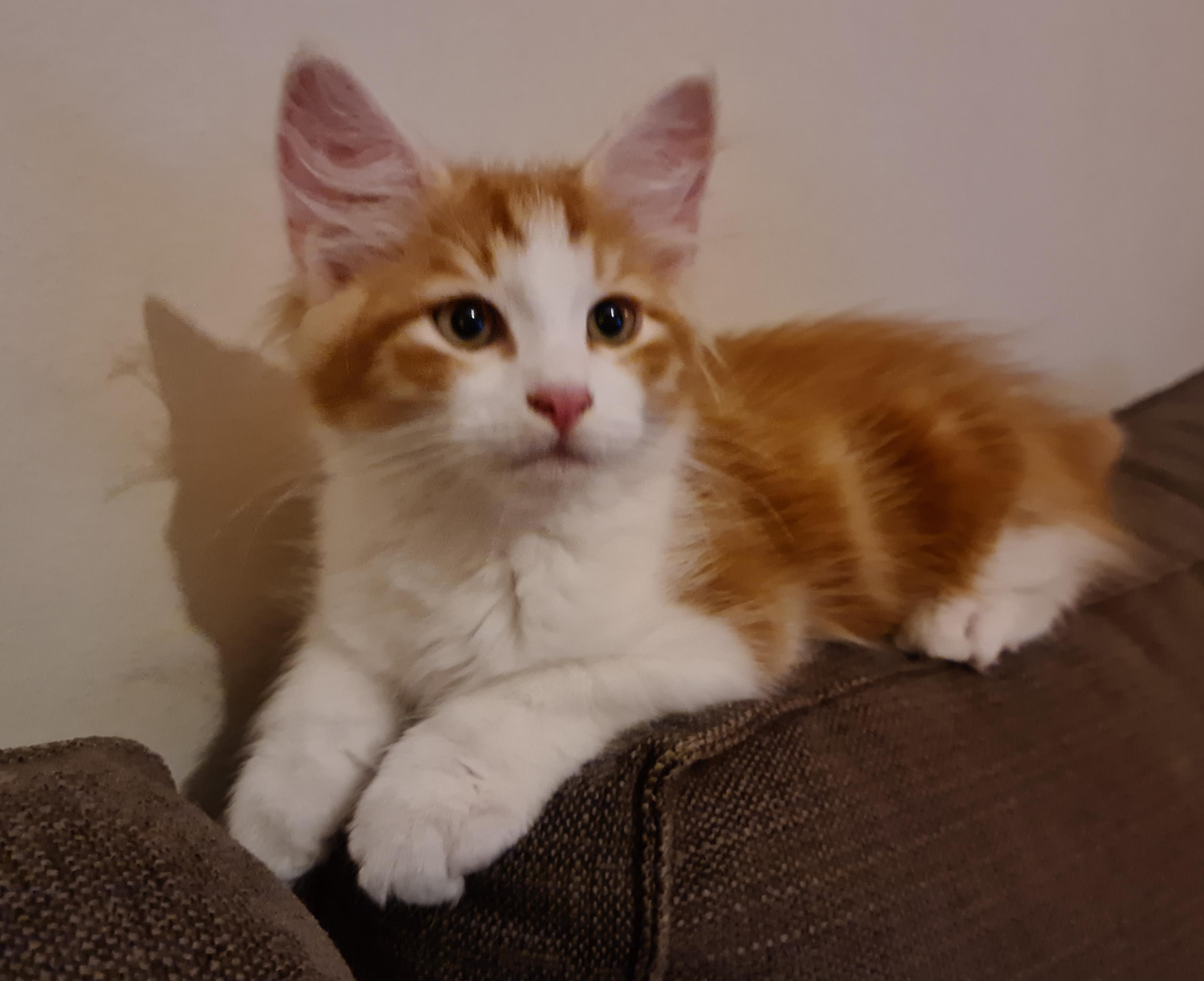 sibirisk kattunge Xanthus