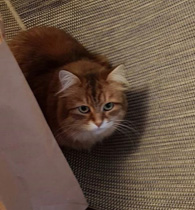 sibirisk katt Quirk
