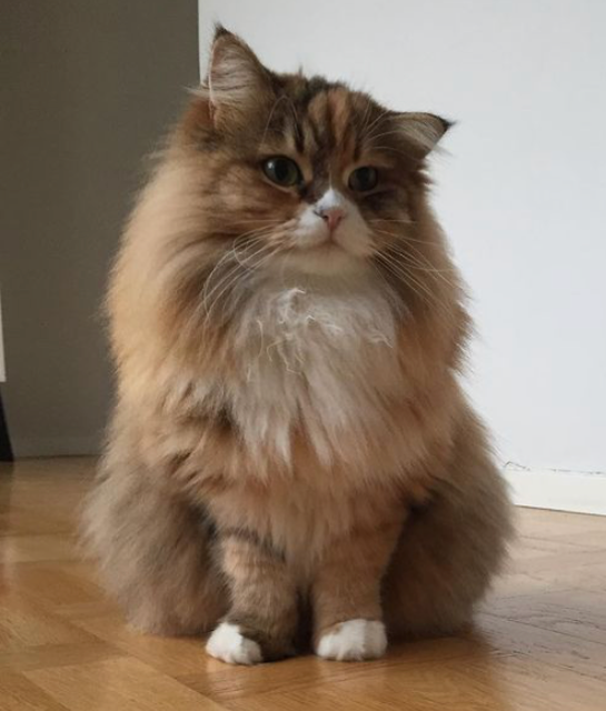 sibirisk katt Lyra