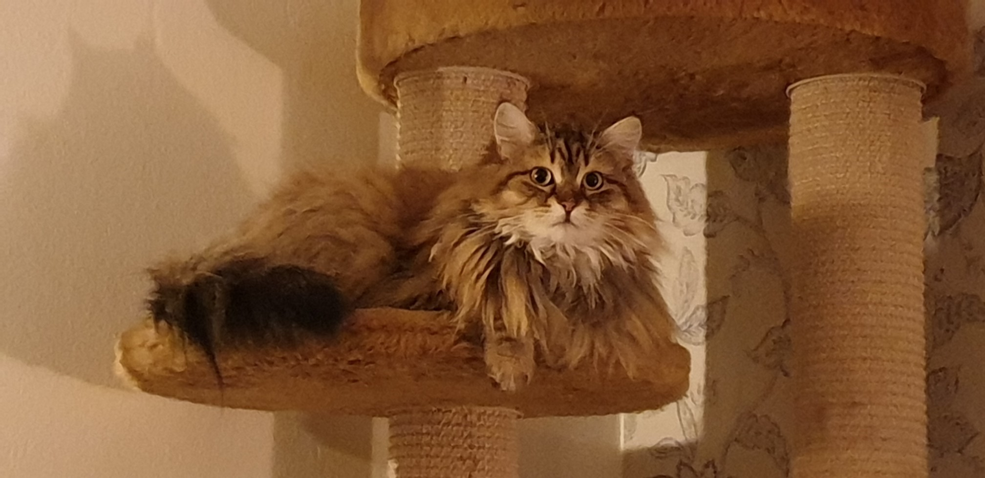 sibirisk katt Styx