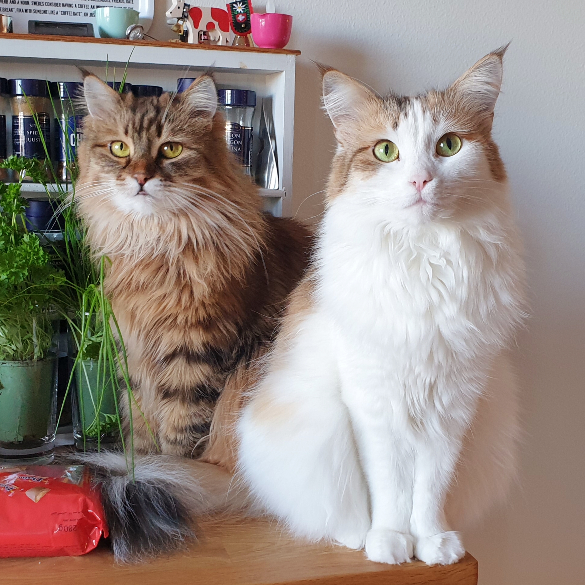 sibiriskkkatt Orinda o Nymphe