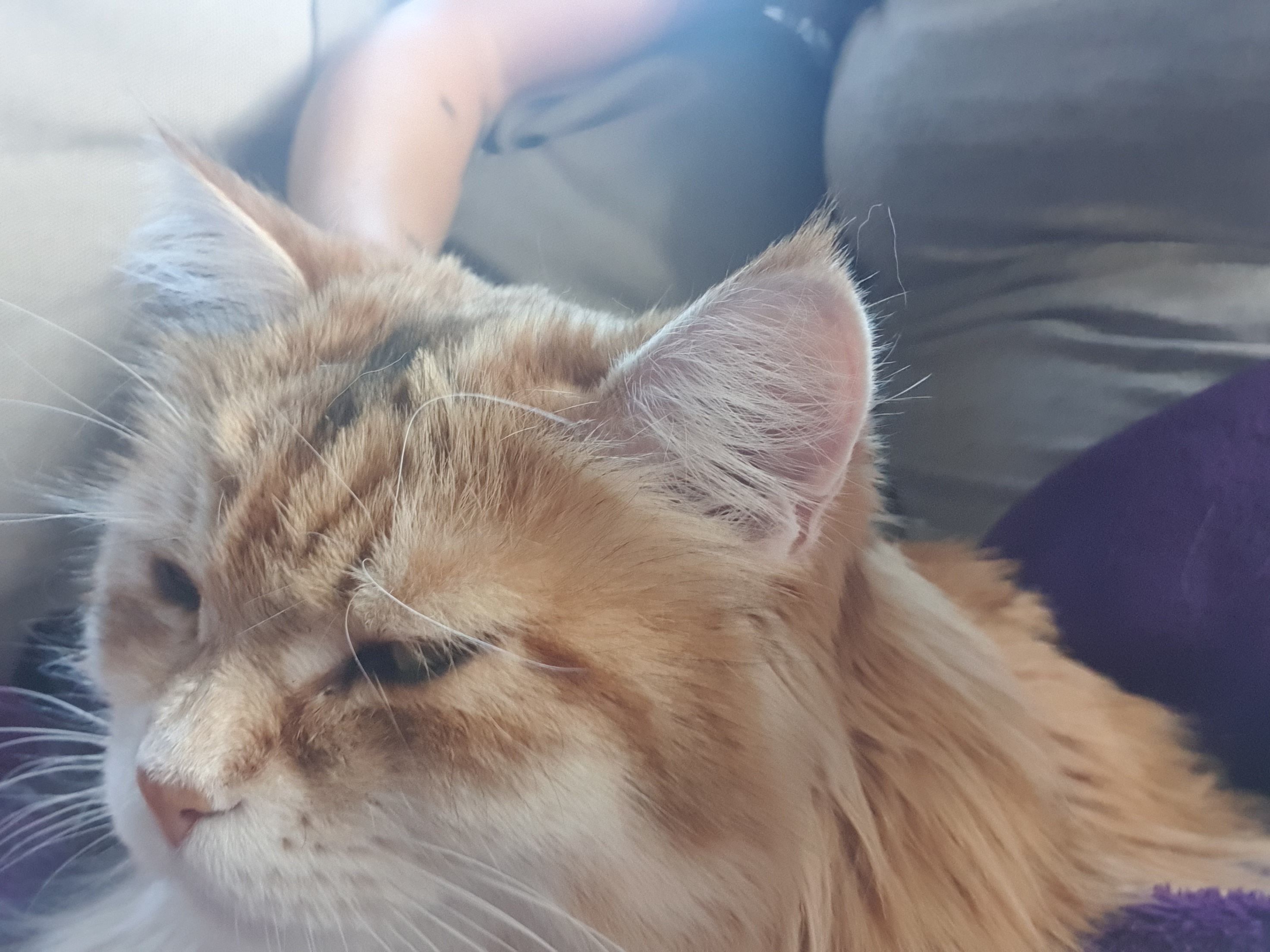 Sibirisk katt Marilyn