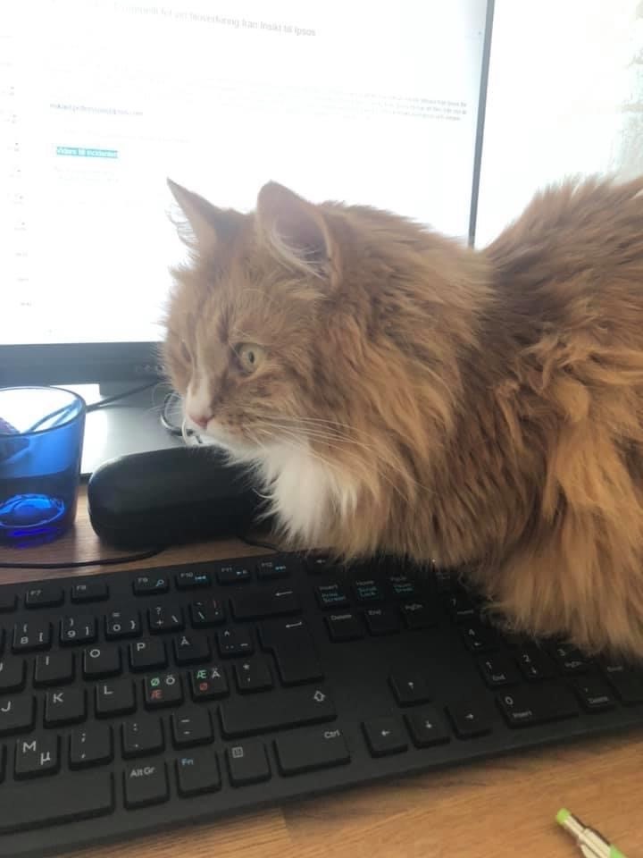 sibirisk katt Kepheus
