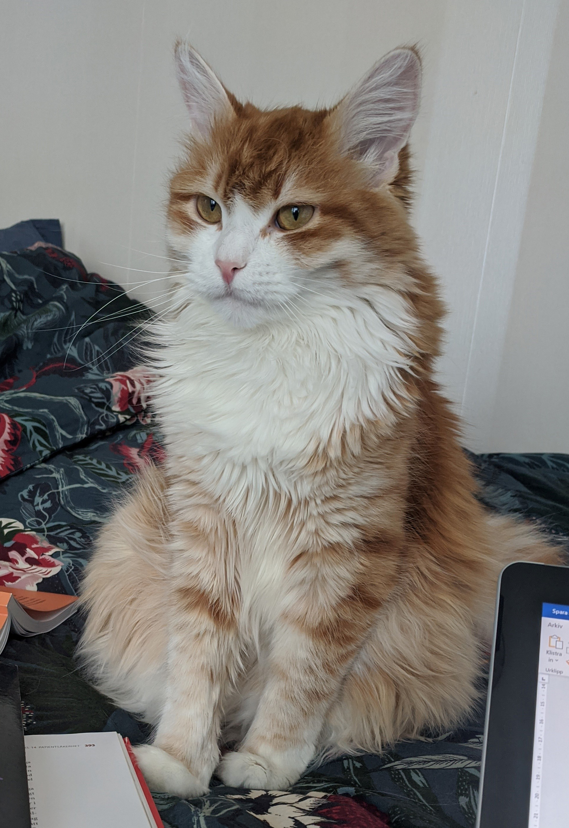 sibirisk katt Ukko