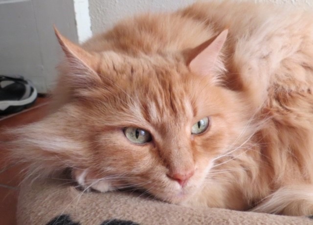 sibirisk katt Hercules