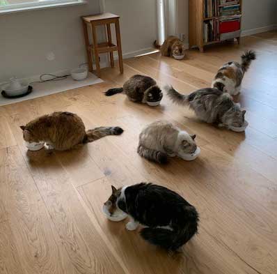 sibirisk katt Starskys