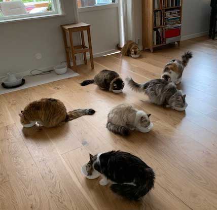 sibirisk katt Starskys