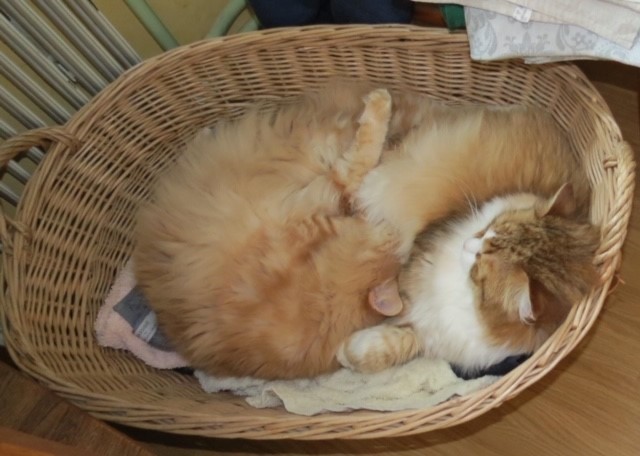 sibirisk katt Hercules o Galileo
