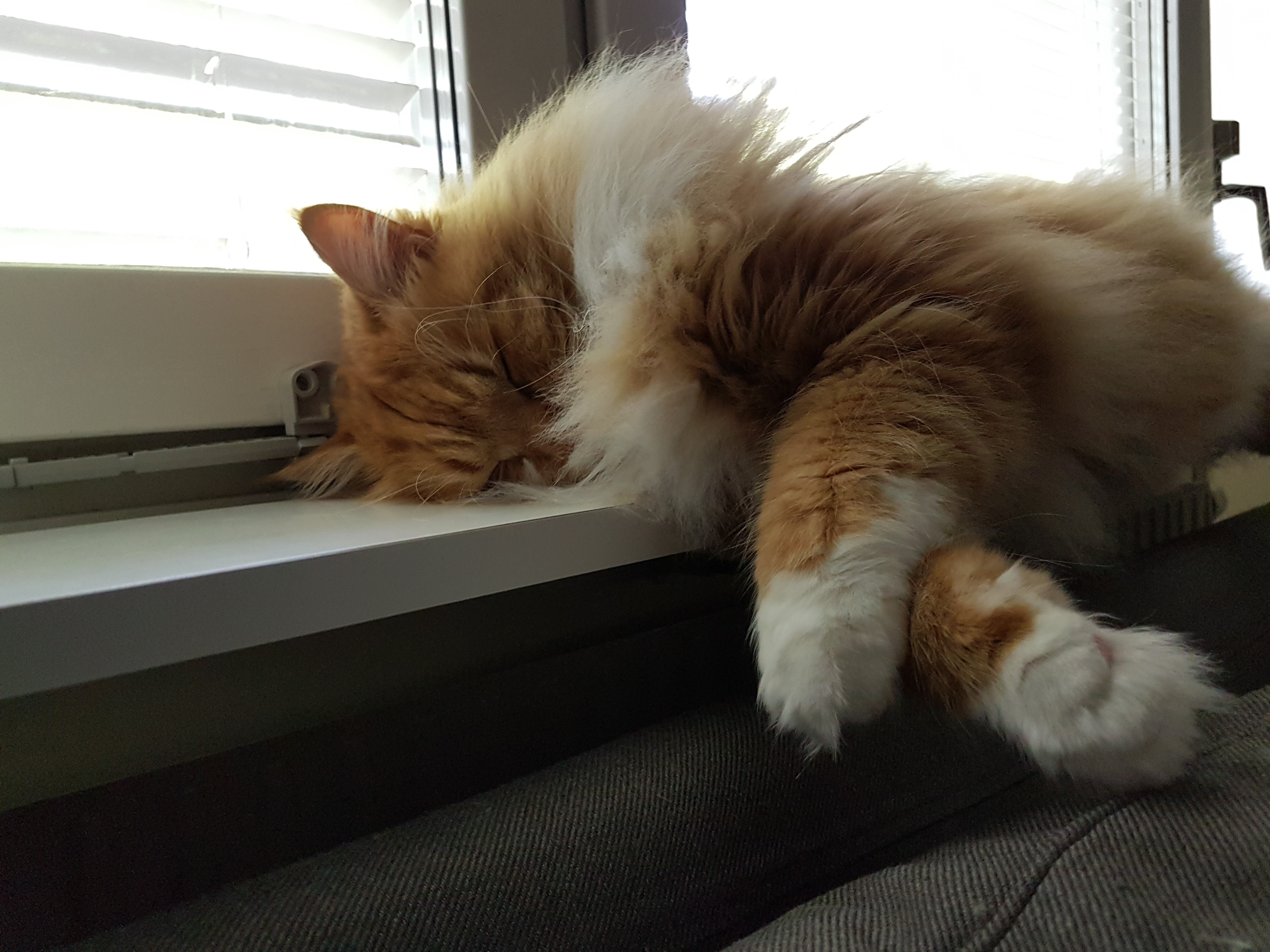 sibirisk katt Zeus