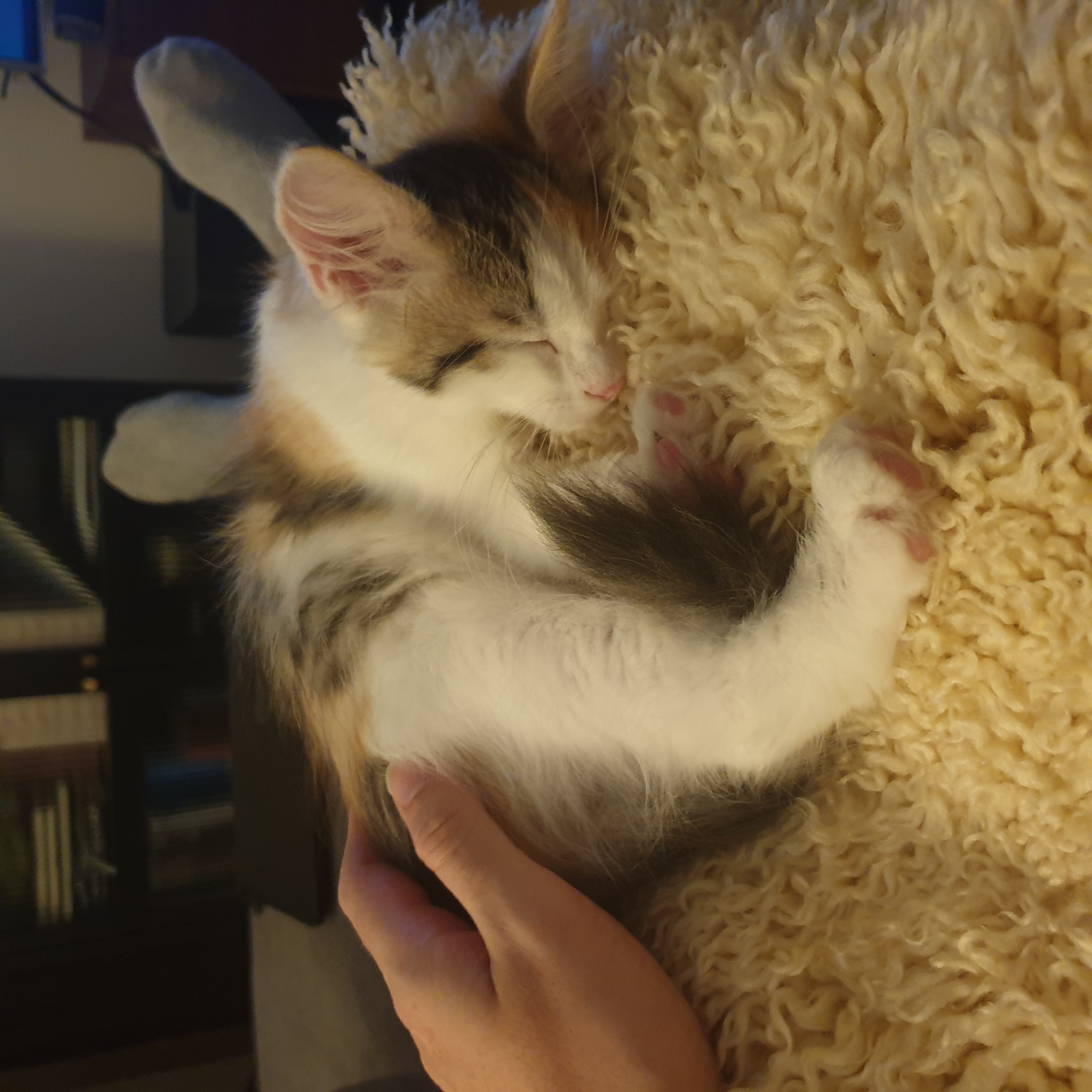 sibirisk kattunge Ximena