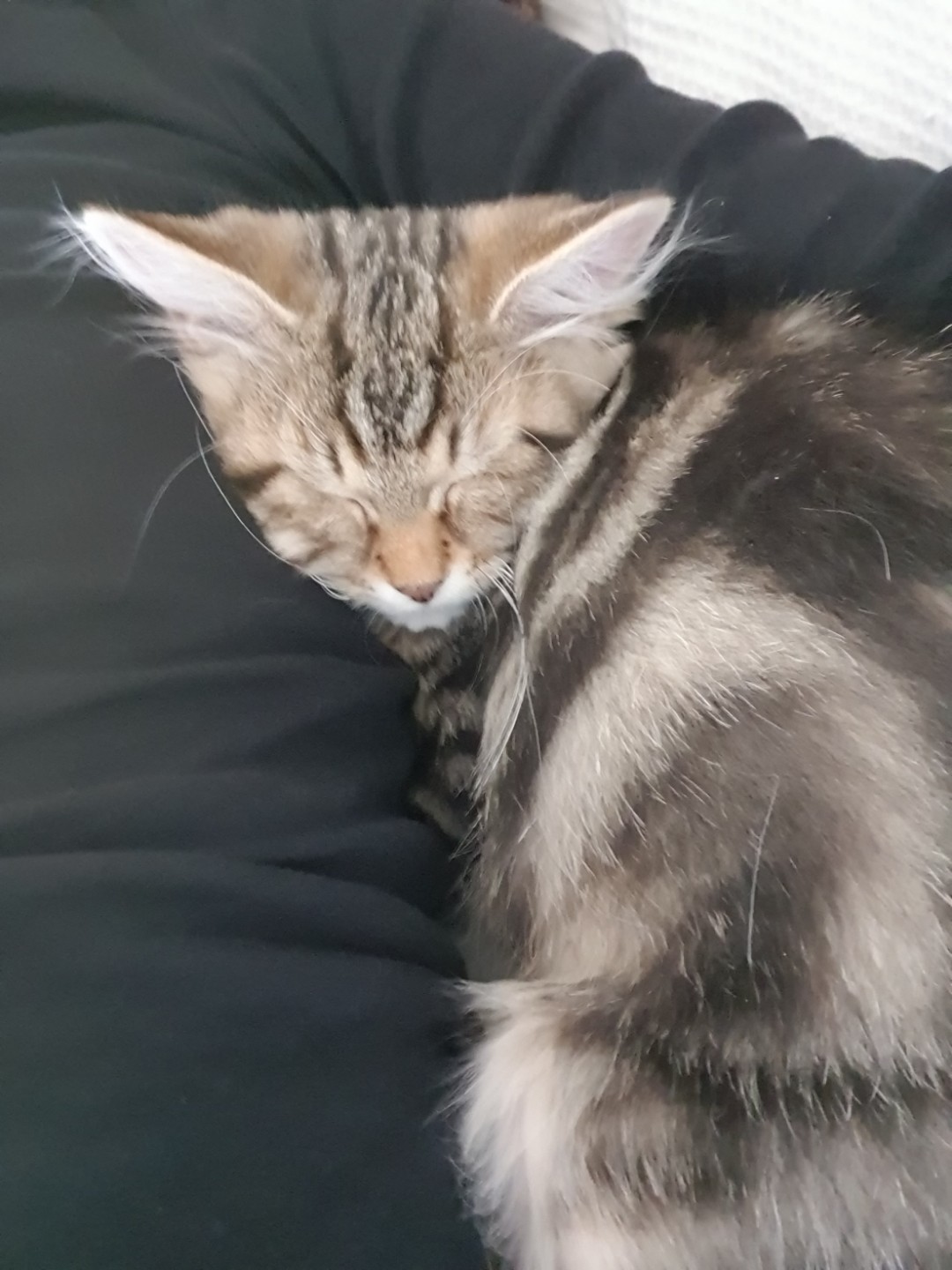 sibirisk kattunge Yangel