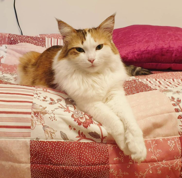sibirisk katt Nymphe