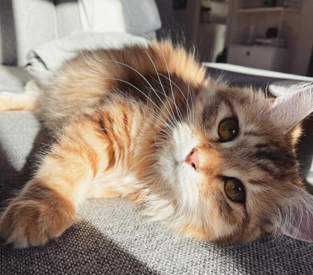 Sibirisk katt Yoko
