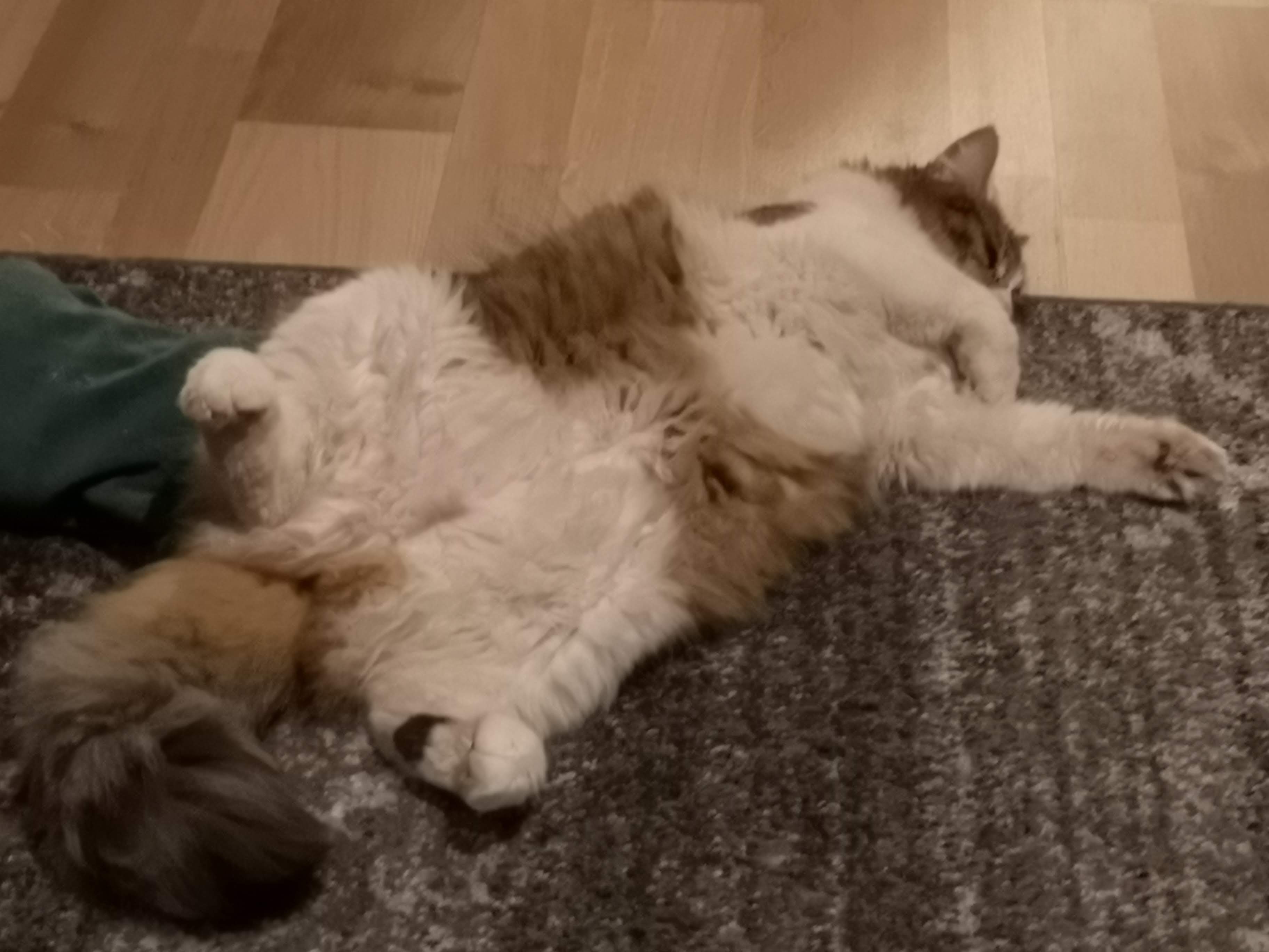 sibirisk katt Xosa