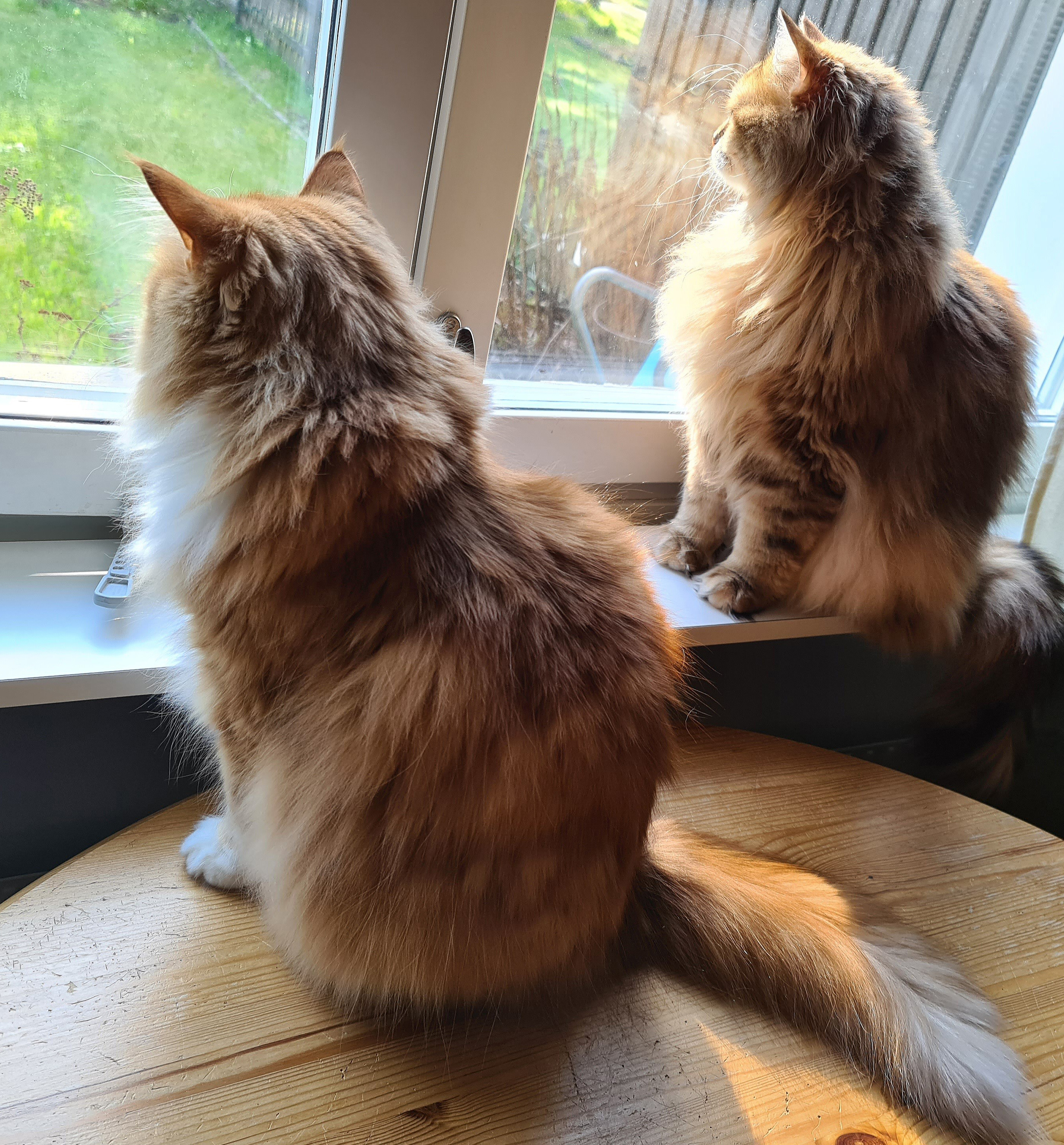Sibirisk katt Zeus