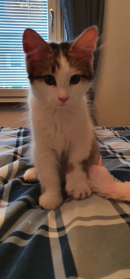 sibirisk katt Alekto