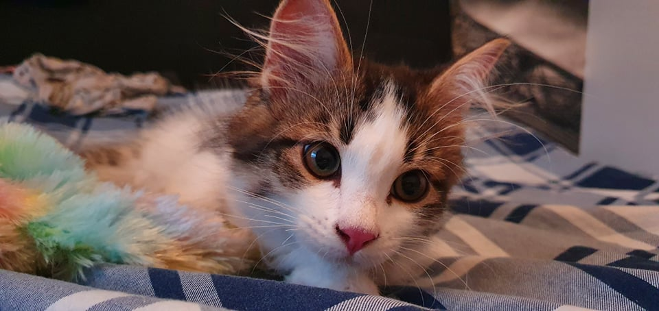Sibirisk katt Amor