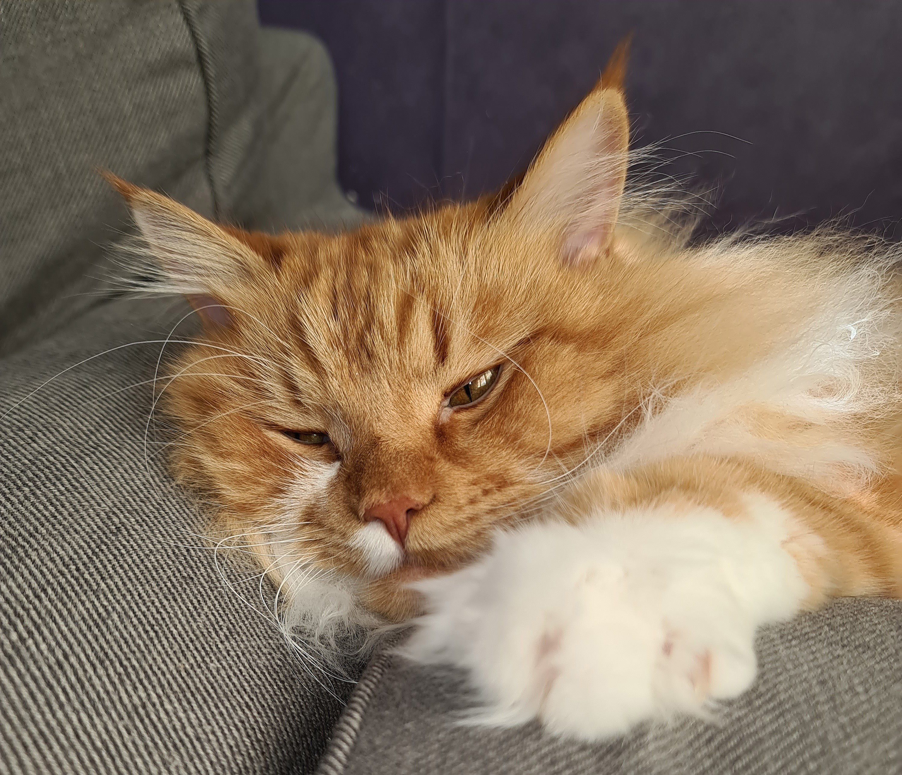 Sibirisk katt Zeus