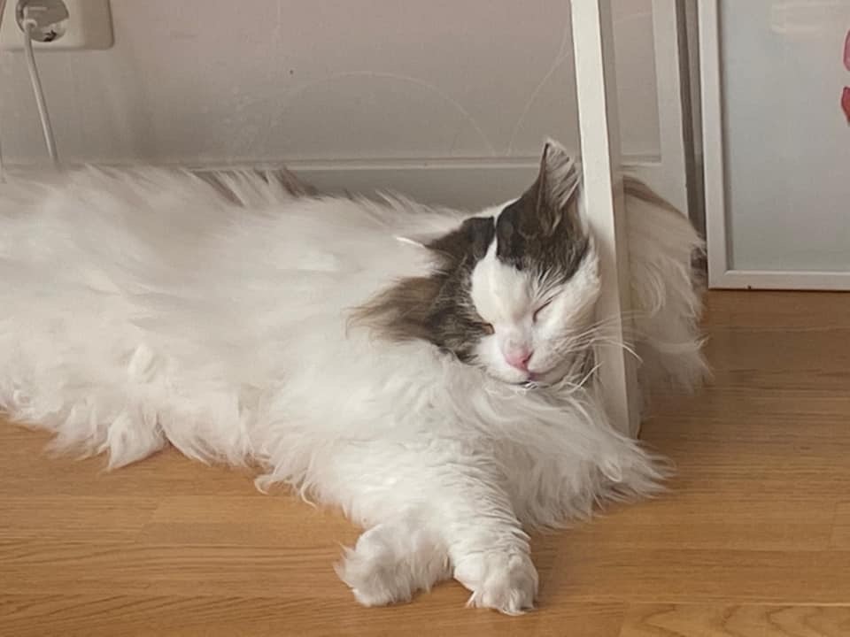 Sibirisk katt Quincy