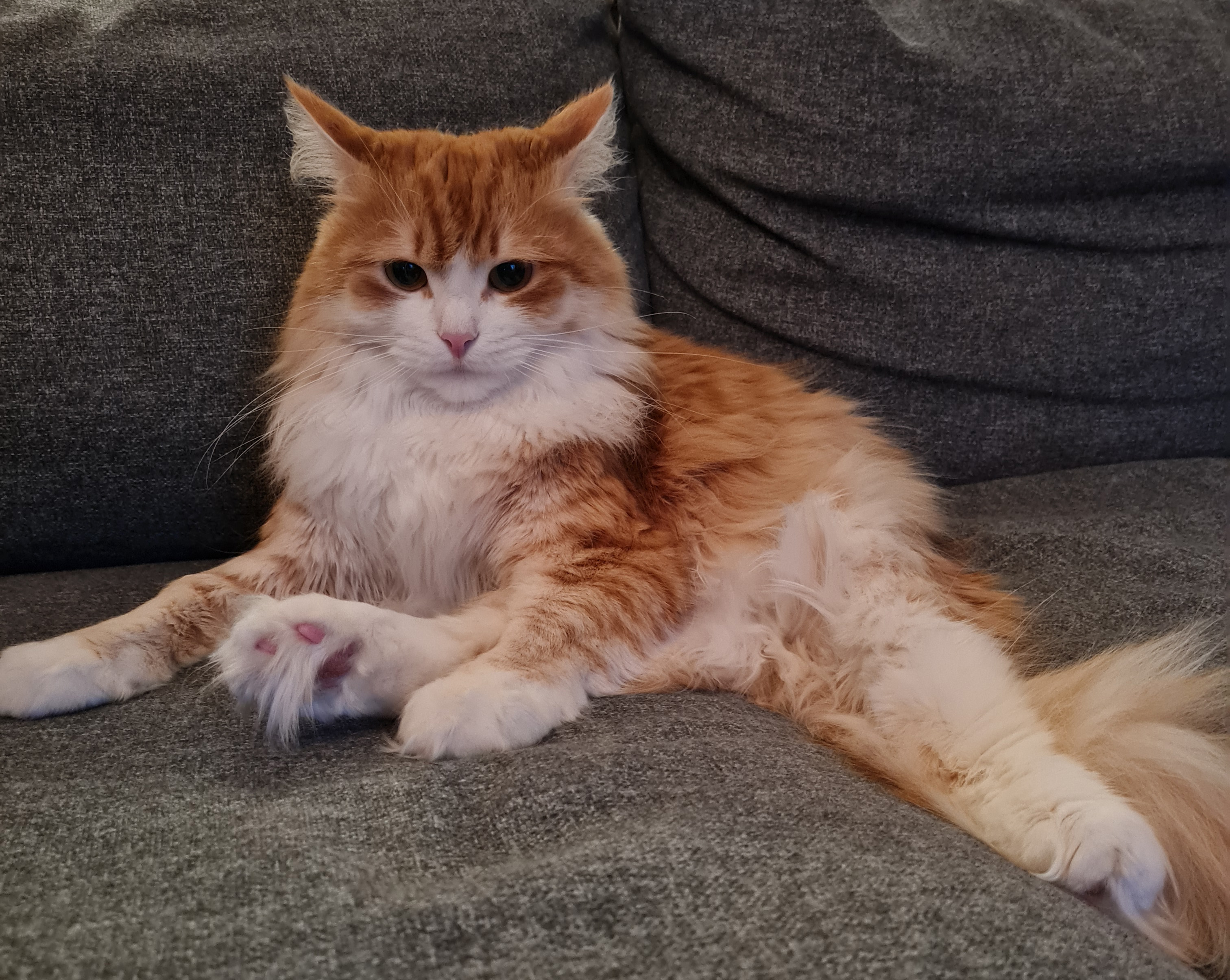 Sibirisk katt Ukko