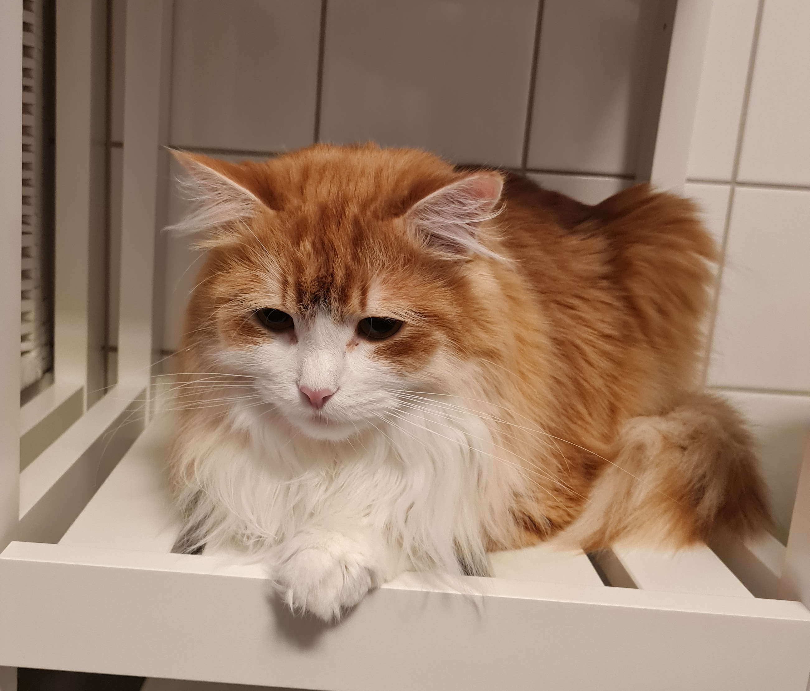 Sibirisk katt Ukko