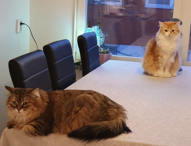 sibirisk katt Nimoy o Odilia