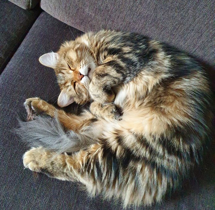 sibirisk katt Yangel