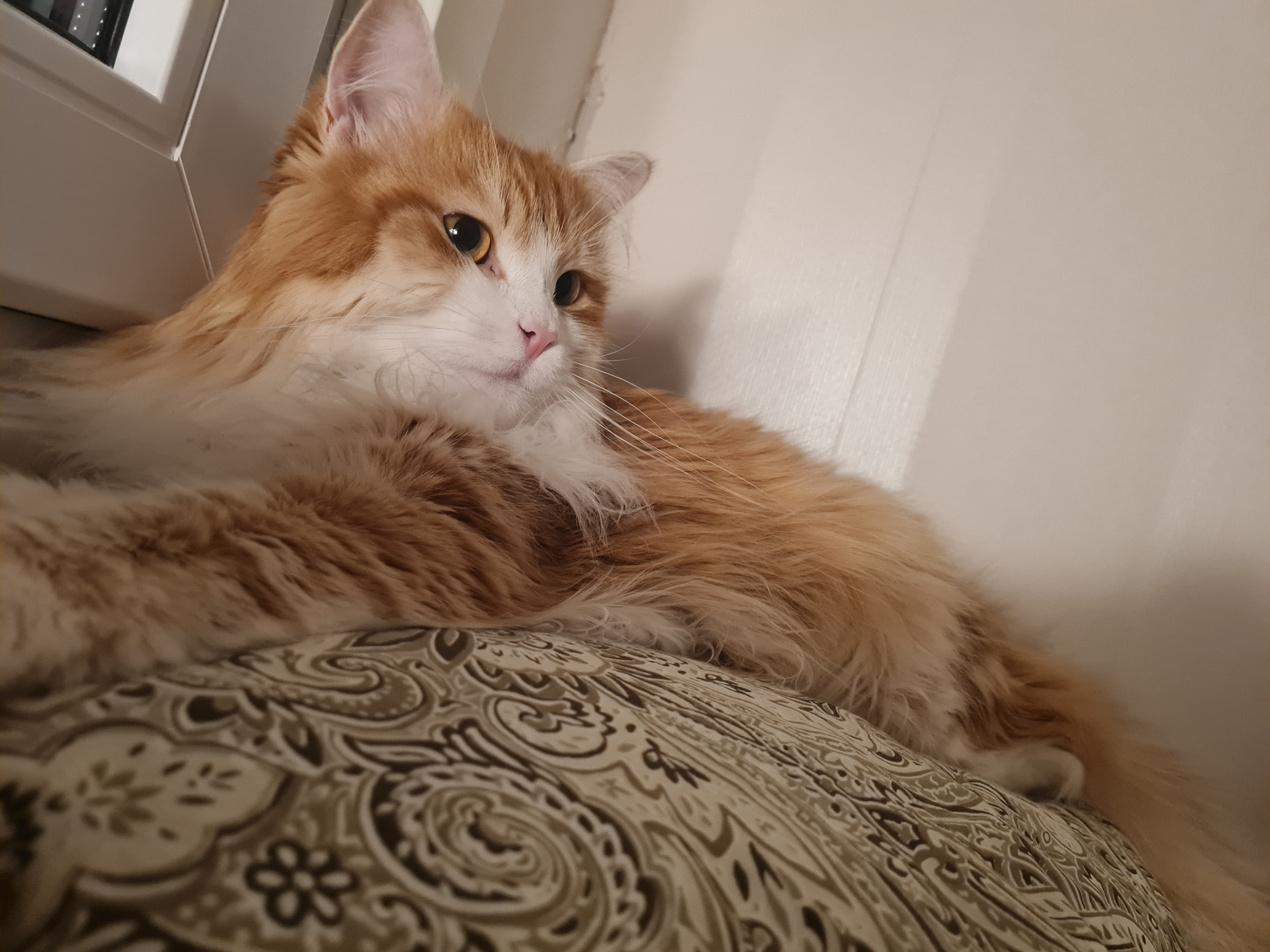 Sibirisk katt Ukko