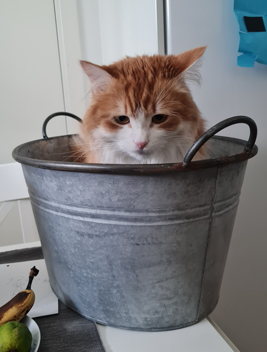 Sibirisk katt Ukko