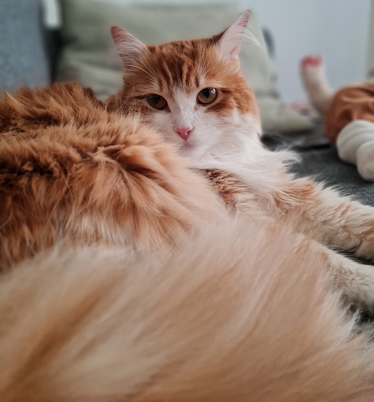 Sibirisk katt Ukko