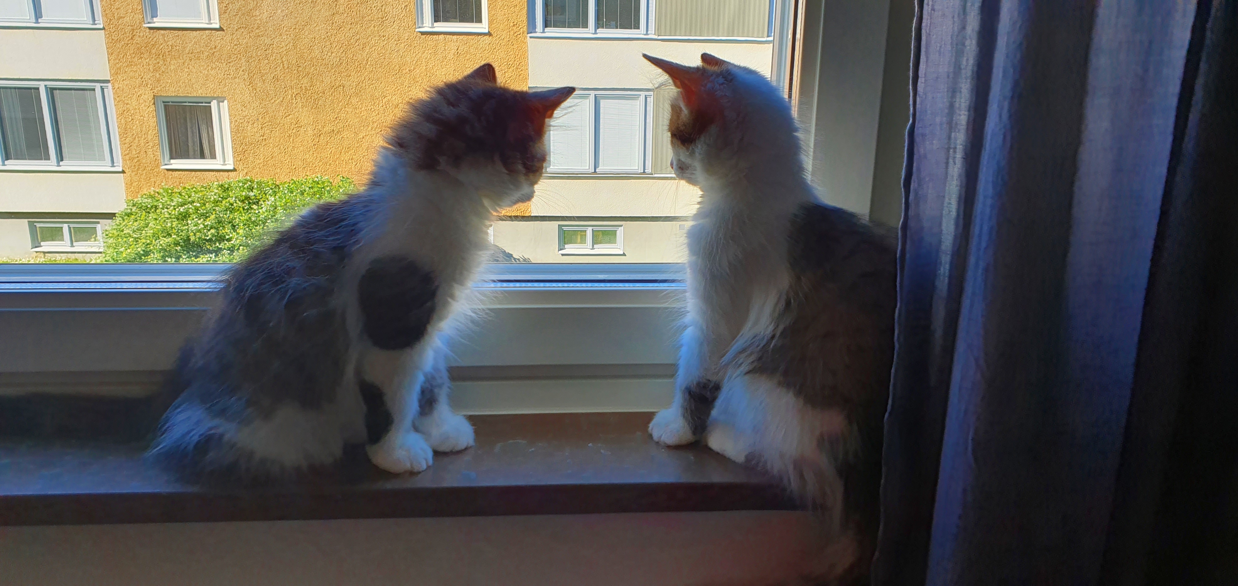 sibirisk katt Amor och Alekto