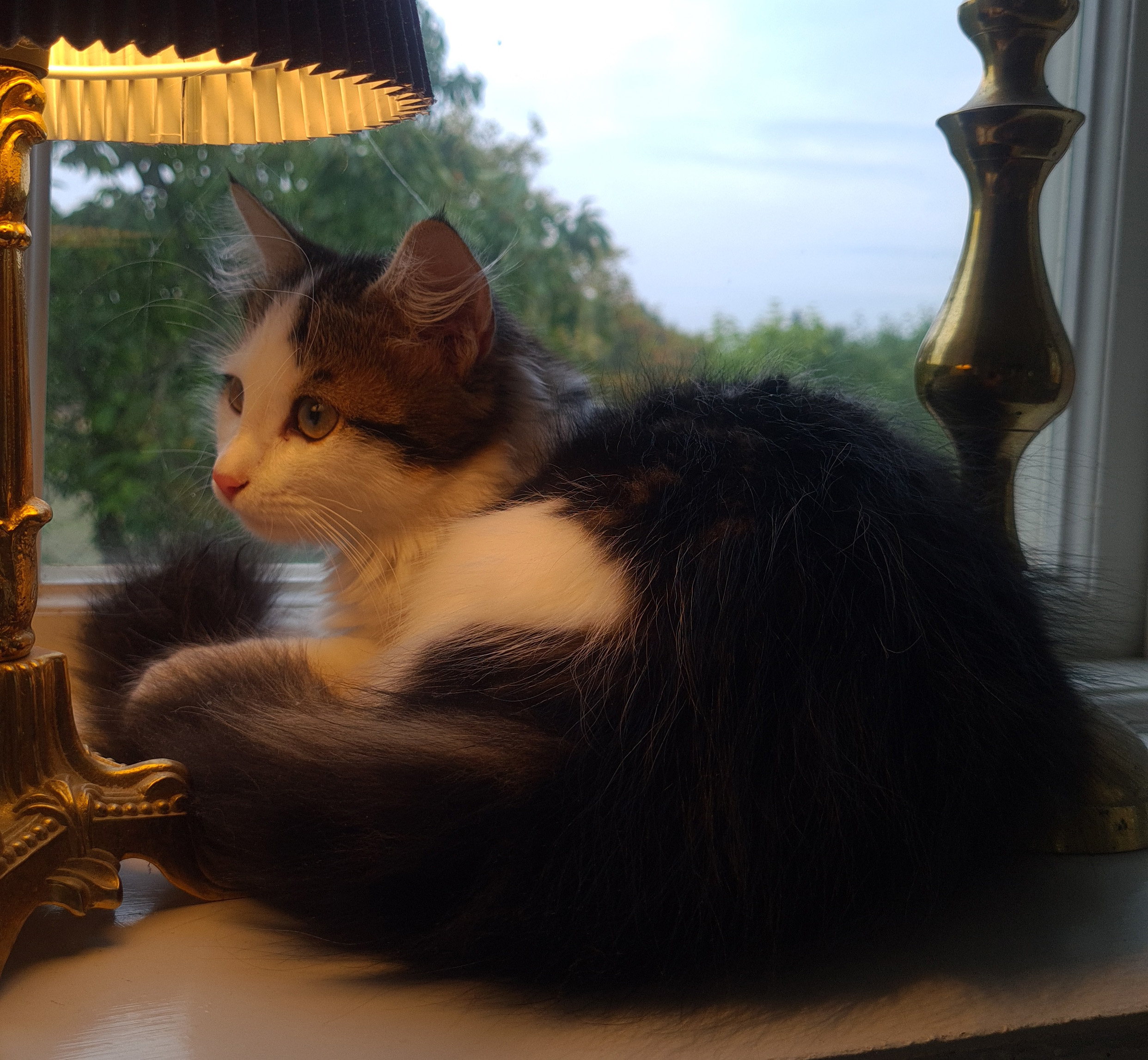 Sibirisk katt Caphir