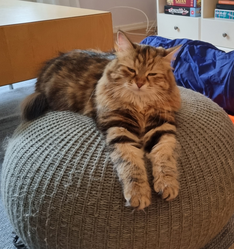 Sibirisk Katt Yanai