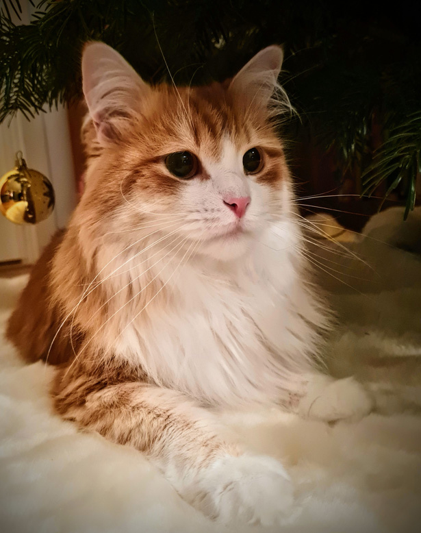 Sibirisk katt Ukko