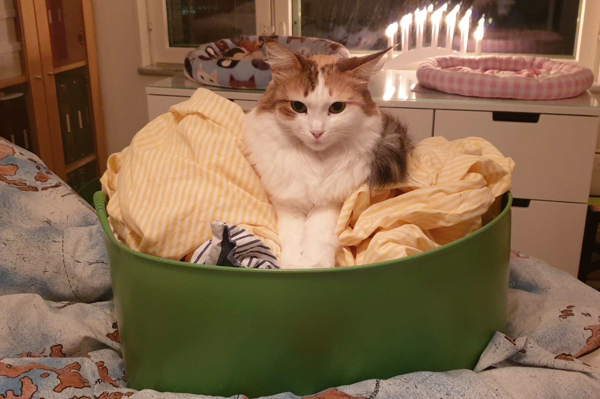 sibirisk katt Nymphe