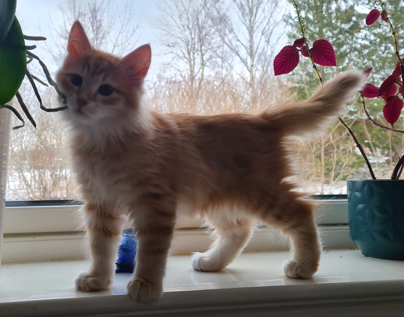 Sibirisk katt Ferrari